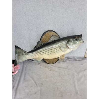 Vintage Dwayne Hicks Striped Bass Taxidermy Fish Wall Mount 25''
