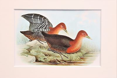 Australian Red-Necked Rail - Mounted John Gould Bird Print, 1960s Book Plate