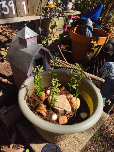 Rare Flying Dragon trees  Trifoliate Orange  12" + 3 for 50 or 20 each . Healthy - Picture 3 of 10