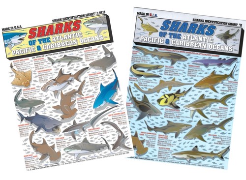 Shark Identification Set - wasserdichte Kurzanleitung - Bild 1 von 5