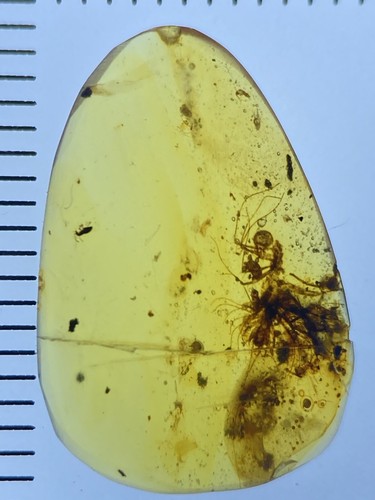 Pristine Scutiger Insect Inclusions, In Genuine Burmite Amber, 98MYO! - Picture 8 of 12