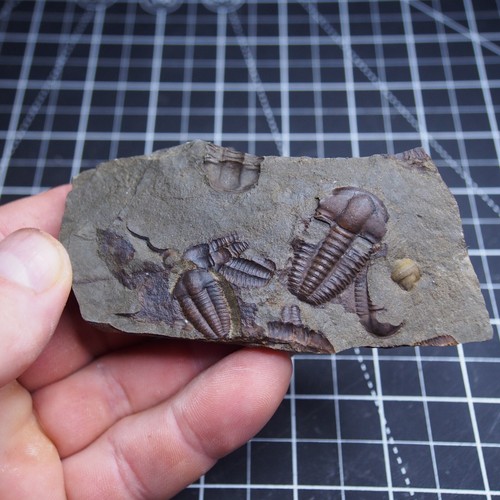 Fósiles cámbricos checos Trilobite Elipsocephalus hoffi dinosaurio - Imagen 7 de 13