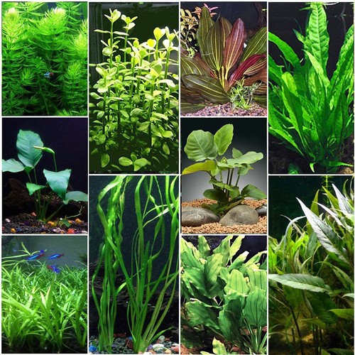 Beginner Live Aquarium Plants Bundle Live Aquarium Plants - Picture 12 of 60