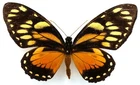 PAPILIO ASCOLIUS ROSENBERGI FEMALE FROM ESMERALDAS, ECUADOR