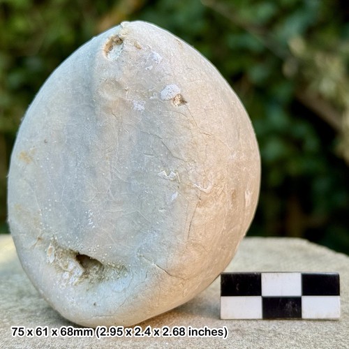 A-Grade British Chalk Fossil Echinoid – Echinocorys scutata depressula | - Picture 1 of 2