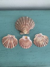 Lot 4 Natural Scallop Shell Beach Decor Coastal Pinkish Hues Seashell