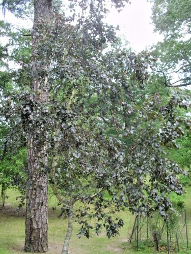 30 RED LEAVED GREY BIRCH SEEEDS - Betula populifolia - Picture 8 of 9