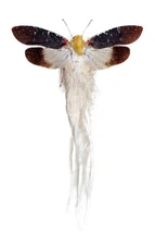 Cerogenes auricoma ONE REAL INSECT LEAF HOPPER FULGORID UNMOUNTED WINGS CLOSED