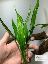 BUY 2 GET 1 FREE Java Fern Microsorum pteropus Live Aquarium Plants