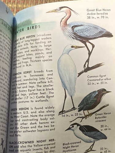 VINTAGE 1967 - A GOLDEN NATURE GUIDE - POND LIFE - Picture 6 of 7