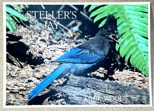 Steller's Jay Muir Woods San California - Vintage Postcard - Picture 1 of 2