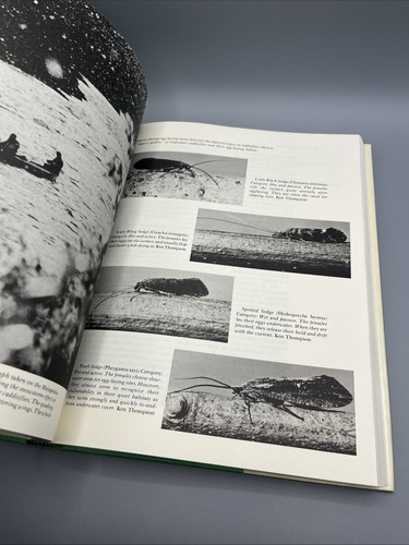 Caddisflies by Gary LaFontaine (1981, Hardcover), Excellent Condition - Foto 10 di 11