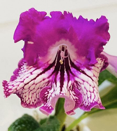 Streptocarpus plant. DS- In Lace. Starter plant .Heavy Bloomer. Gorgeous ! - Picture 7 of 8