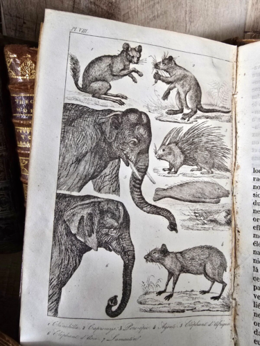 1839 - NATURAL HISTORY OF ANIMALS the Most Remarkable of the Mammal - Engraved