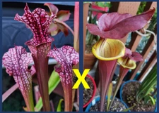 2024 SARRACENIA SEEDS: DAINA’S DELIGHT X FLAVA WACCAMAW [CARNIVOROUS PLANT SEED]