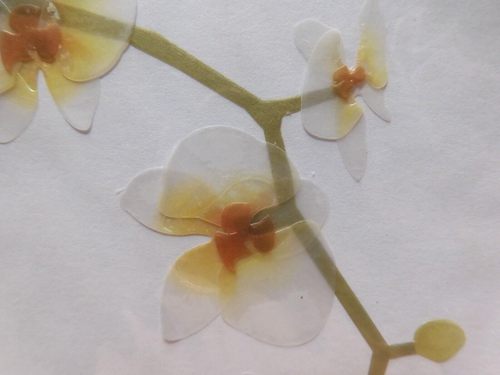2 Cards Papyrus High Quality Beautiful Orchid Flowers Blank Inside - Picture 4 of 5