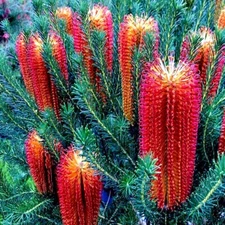 5 Lantern Fireworks (Banksia ericifolia) "Little Eric" Tree Seeds Flower RARE