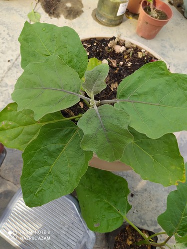 purple long eggplant : true breed vegetable seeds - Picture 2 of 4