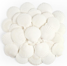 20 PCS Scallop Shells Natural Seashell 2.3 to 3.5 White Scallop Shells Large