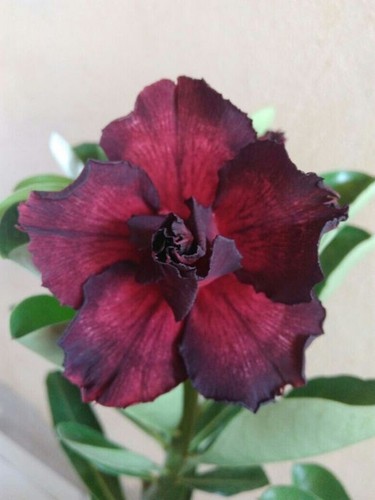 4 Red Black Desert Rose Seeds Adenium Obesum Flower Perennial Seed US SELL - Picture 20 of 24