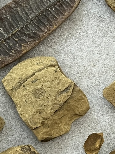 Beautiful plant fossil collection - Picture 9 of 23