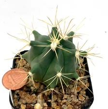 Cactus Plant--Ferocactus wislizenii--Large Barrel!
