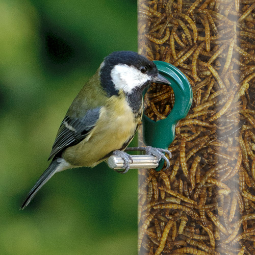 GardenersDream Dried Mealworms - Nutritious Wild Garden Bird Food Treats Birds - Picture 23 of 30