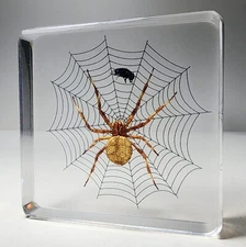Spider on web with fly, insects in resin, oddities decor, Araneus ventricosus