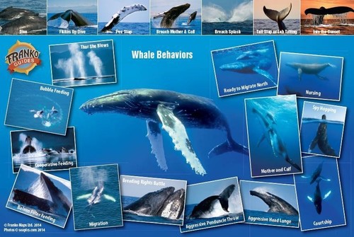 Humpback Whale Migrations Pacific Ocean Illustrated Card - Picture 2 of 4