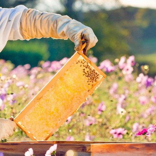Beekeeping Medium Beehive Frame, Wired Beeswax Foundation, Amish Made Set of 8 - Picture 4 of 6