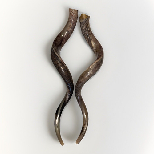 Twin Yemenite Kudu Horn Shofars XXL 45" Rare Set New KOSHER Made Free Shipping - Picture 3 of 9