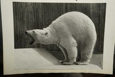 Photo Portrait Tierpark Munich Hellabrunn Zoo Polar Bear Picture Large Format Old Art