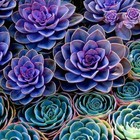 thepurpleshoppe