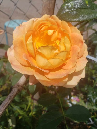 Lady of Shalott rose, live tree plant - Picture 3 of 4