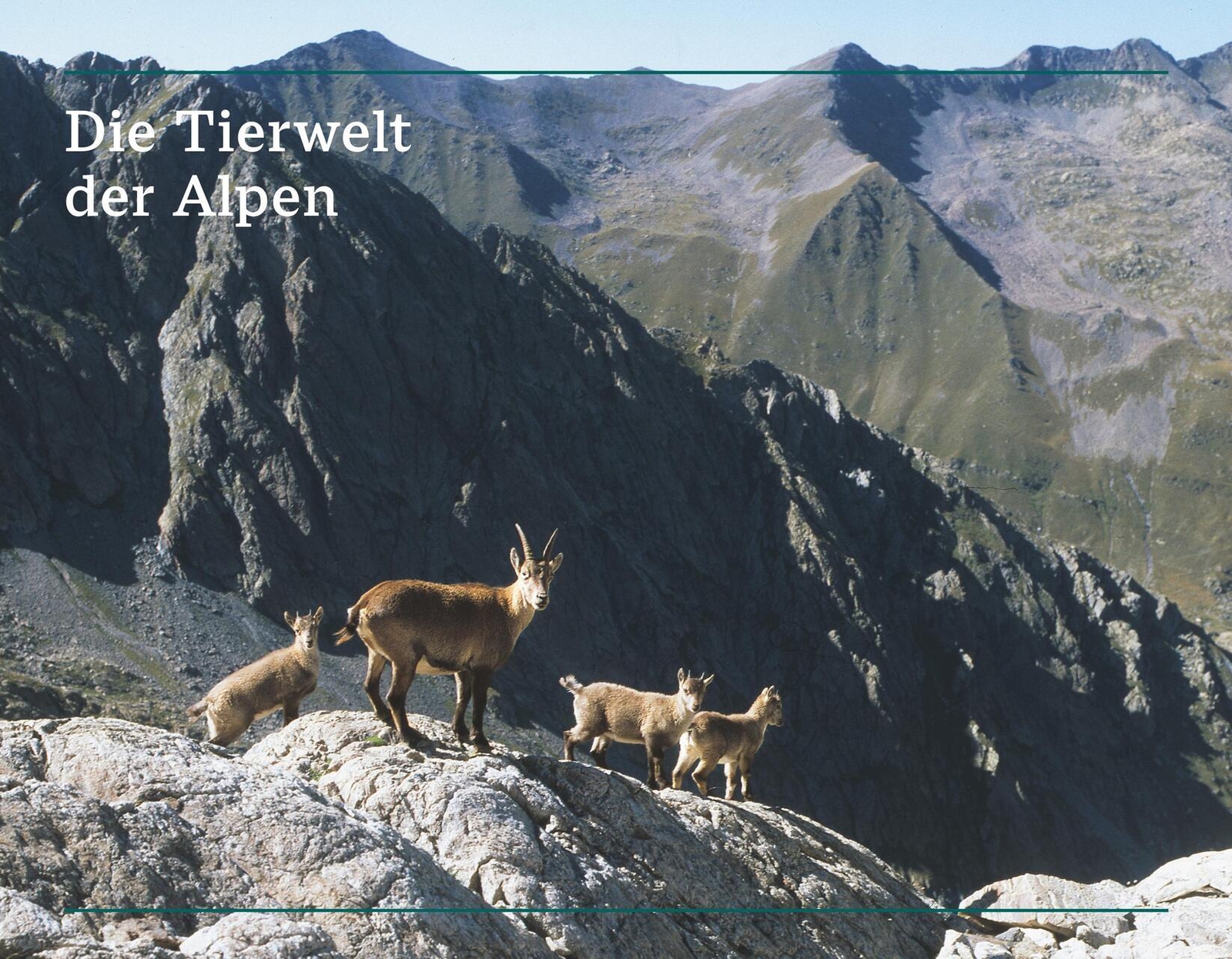 Thumbnail - Der Illustrierte Naturführer Alpen Thomas Schauer 9783967470604