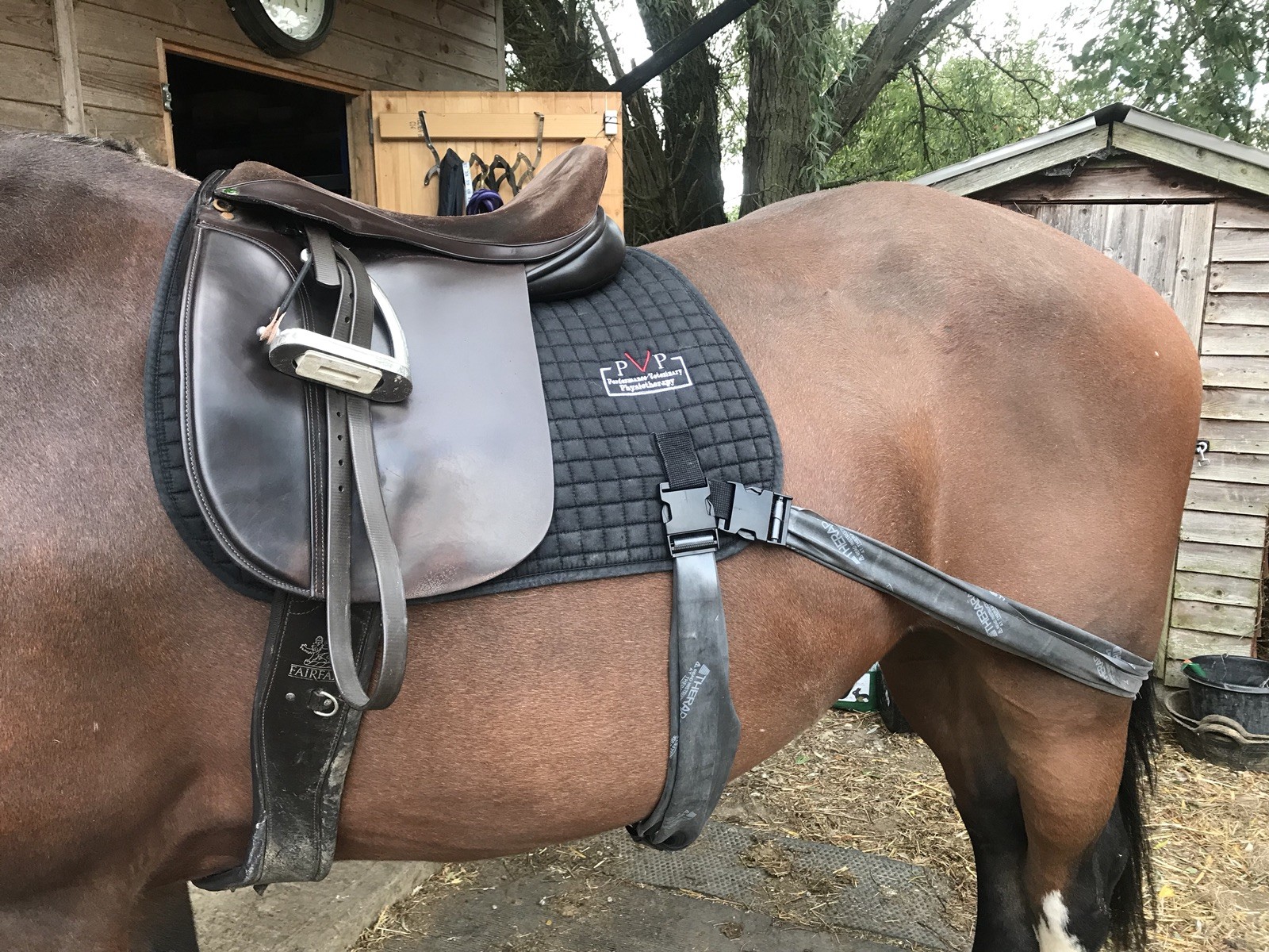 BungeeBand Saddlepad, Equine Core Trainer, Training, Core Trainer, Core Training Band 10c875 BungeeBand Saddlepad, Equine Core Trainer, Training, Core Trainer, Core Training Band 10c875
