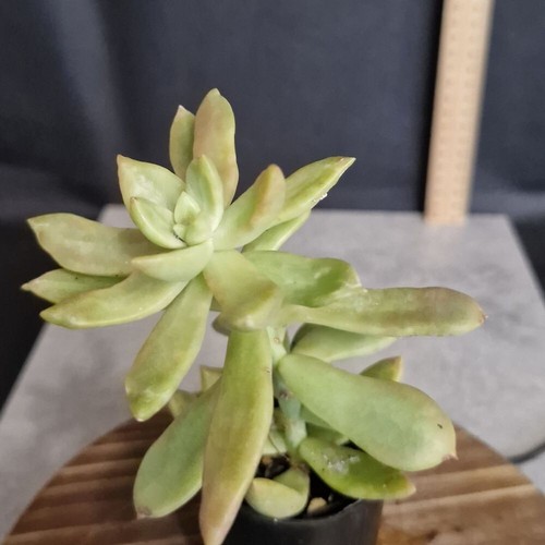 Starter Succulents. Fully rooted plants. Cheap and easy to care for. - Picture 6 of 34