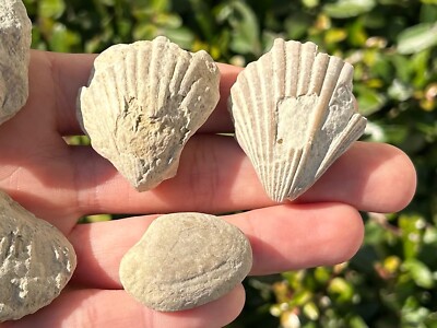 Texas Fossil Bivalves Collection Cretaceous Age Clam Shells Lot | eBay