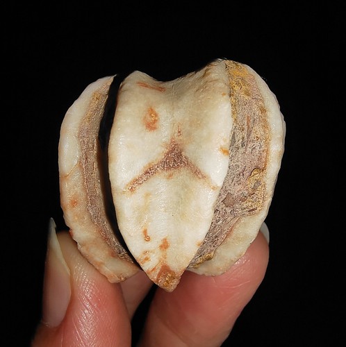 018 ECHINODERMATA BLASTOIDE, DELTOBLASTUS TIMORENSIS DE TIMOR INDONESIA, 33MM - Imagen 3 de 10