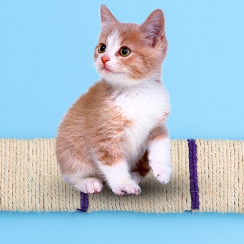  1Pc Sisal Flat Cat Scratch Board Creative Funny Scratch Resistant Toy Cat - Picture 7 of 12