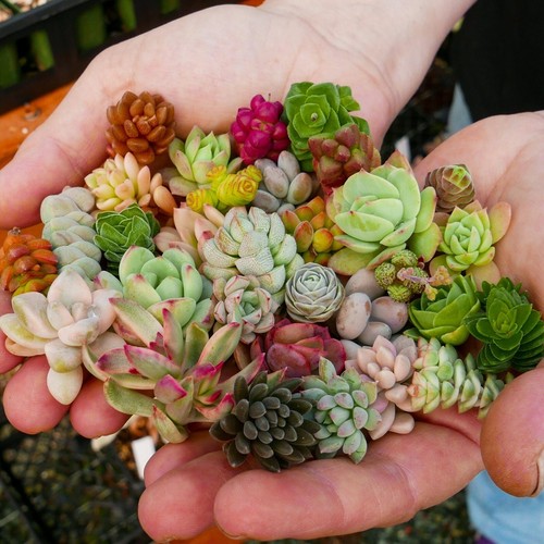 20 Assorted Varieties Live Succulent cactus Cuttings Garden Starter Plants