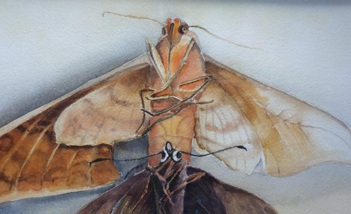 Vintage Art Painting Watercolor Drawing Moth Moths Insects Framed Artist Signed - Picture 2 of 12