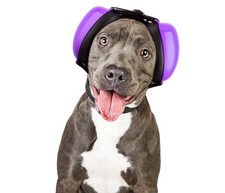 Dog Ear Muffs for Noise Protection Noise Cancelling Headphones 25Db NRR Large