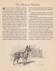 1942 Antique Mexican Hairless Print Edwin Megargee Dog Art Illustration 5510Q