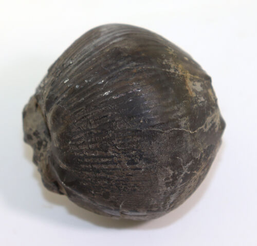 Ammonite, Valanginites wilfridi, gesso, Valangin, Twiehausen, Germania -L76 - Foto 3 di 9