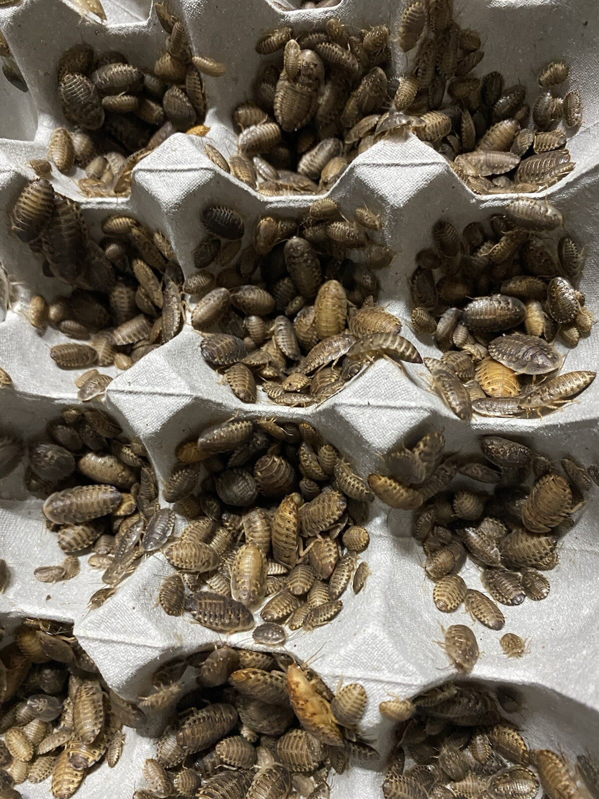 1000 Small Dubia Roaches Live Feeders + 15 Overcount + Free Shipping