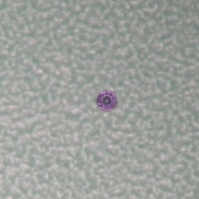 5 Rubini SEITZ 150 (1,5 Mm) Per Orologi Da Tasca - Ricambi Orologiaio - Nuovi Senza Etichetta - Foto 4
