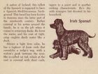 Irish Water Spaniel - Custom Matted - Vintage Dog Art Print - 1954 M. Dennis
