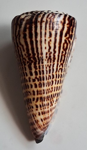 Sea shell conus litteratus 128.3mm, F+++, very large size, STUNNING - Picture 5 of 6