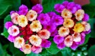 Purple-Yellow Lantana Camara - 20 seeds 2025 - USA